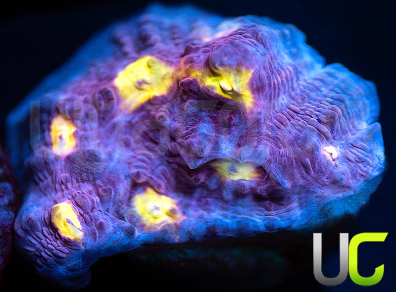 CB Easter Egg Chalice