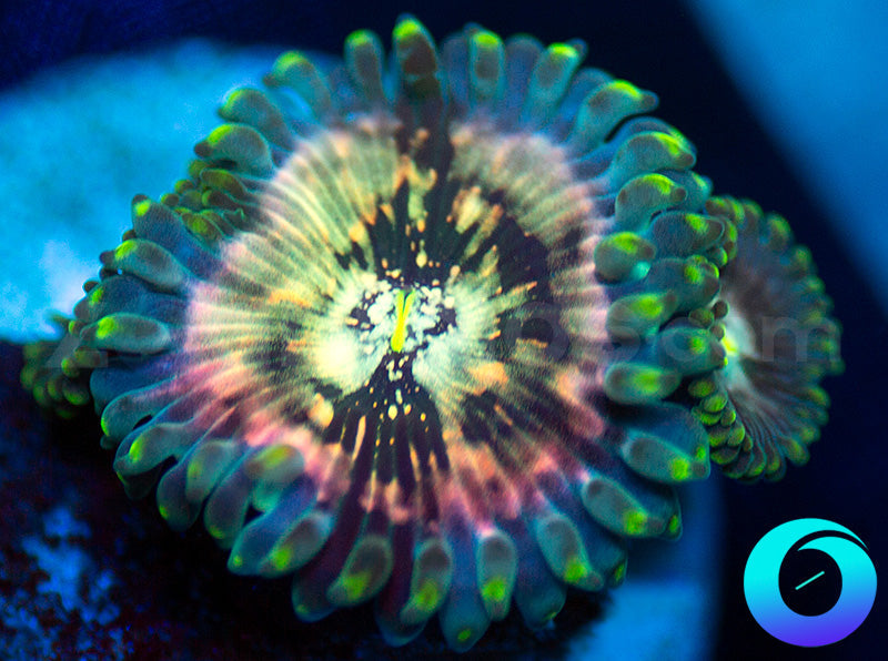 Hawaiian Ding Dang PE