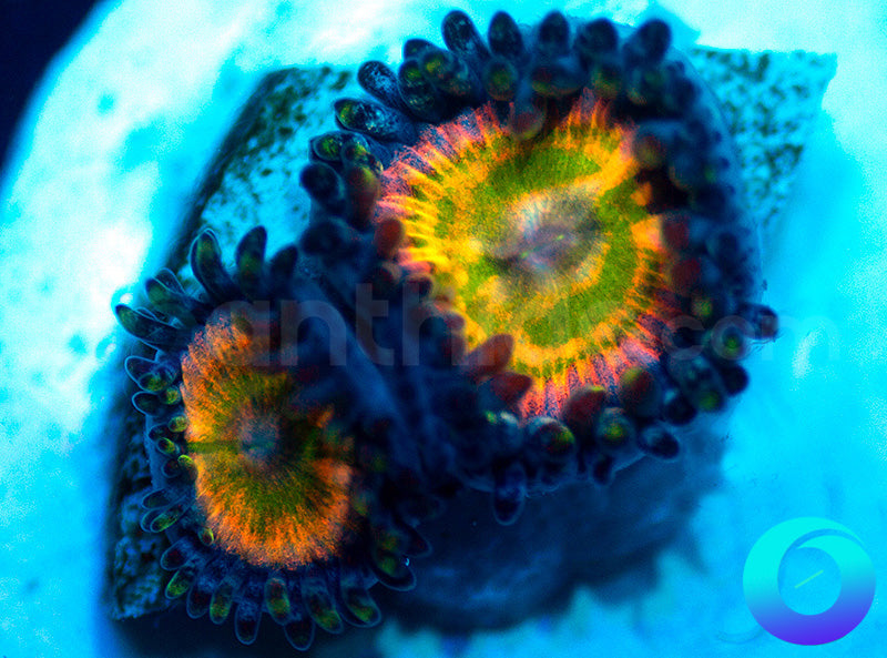 NEW RELEASE: Grateful Dead