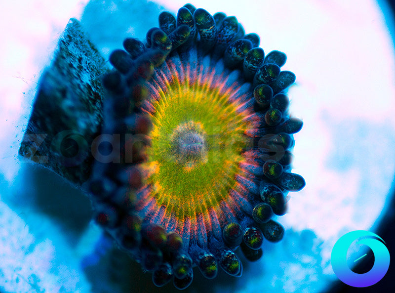 NEW RELEASE: Grateful Dead