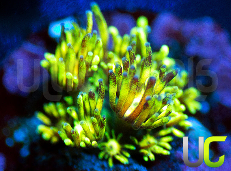 OG Grand Master Goni