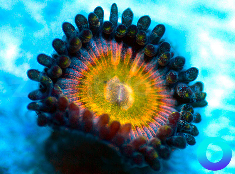 NEW RELEASE: Grateful Dead