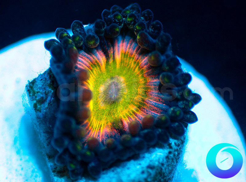 NEW RELEASE: Grateful Dead