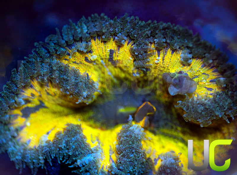 Yellow Fleck Bubble Flower Anemone
