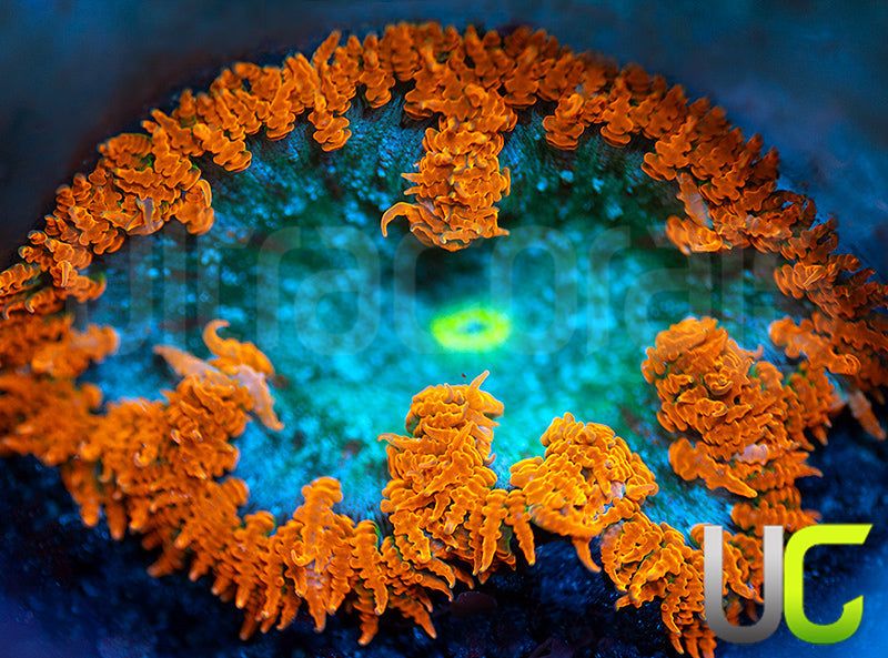 Orange Skirt Flower Anemone
