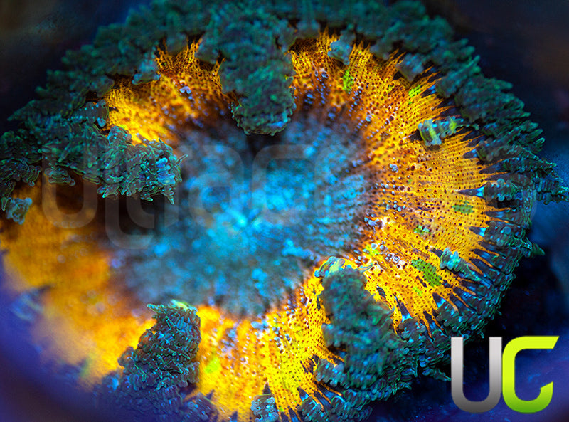 OG Rainbow Fleck Flower Anemone