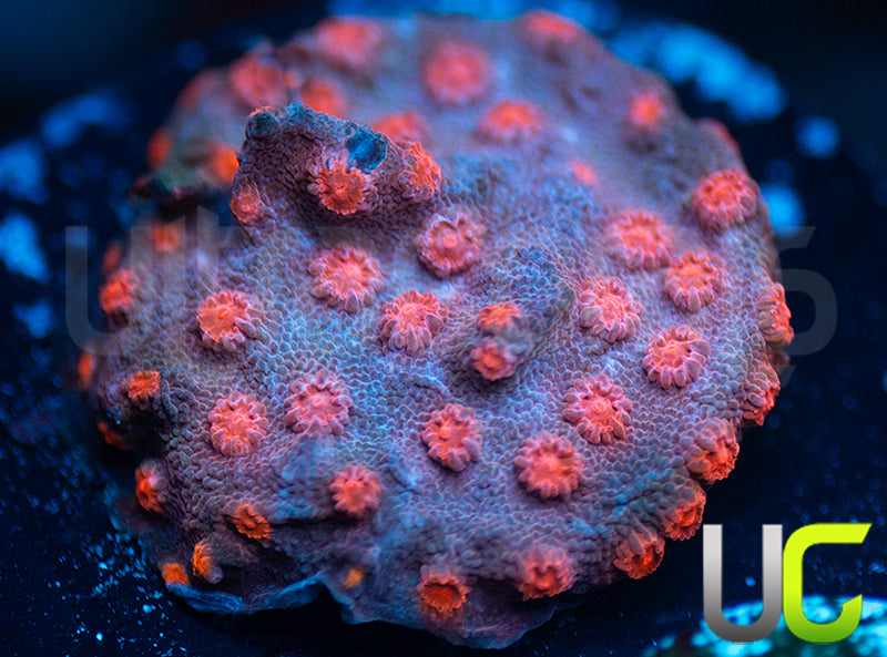 Pink Branching Cyphastrea