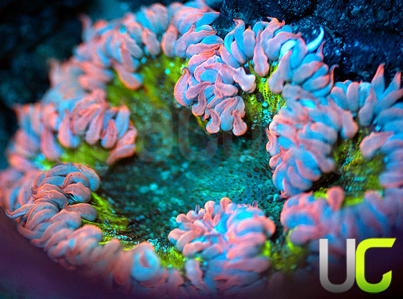 UC BIrthday Cake Flower Anemone