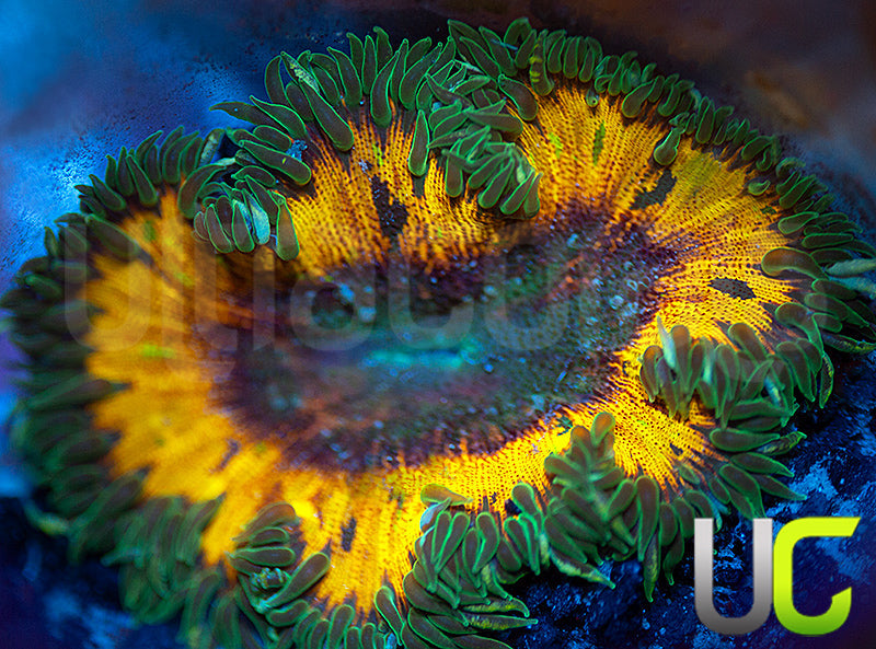OG Rainbow Fleck Flower Anemone