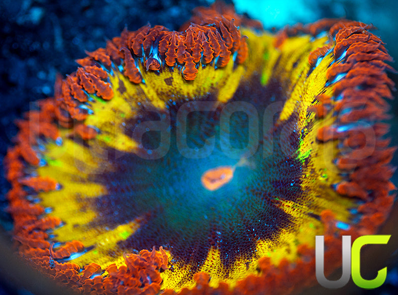 Red Skirt Rainbow Skirt Flower Anemone