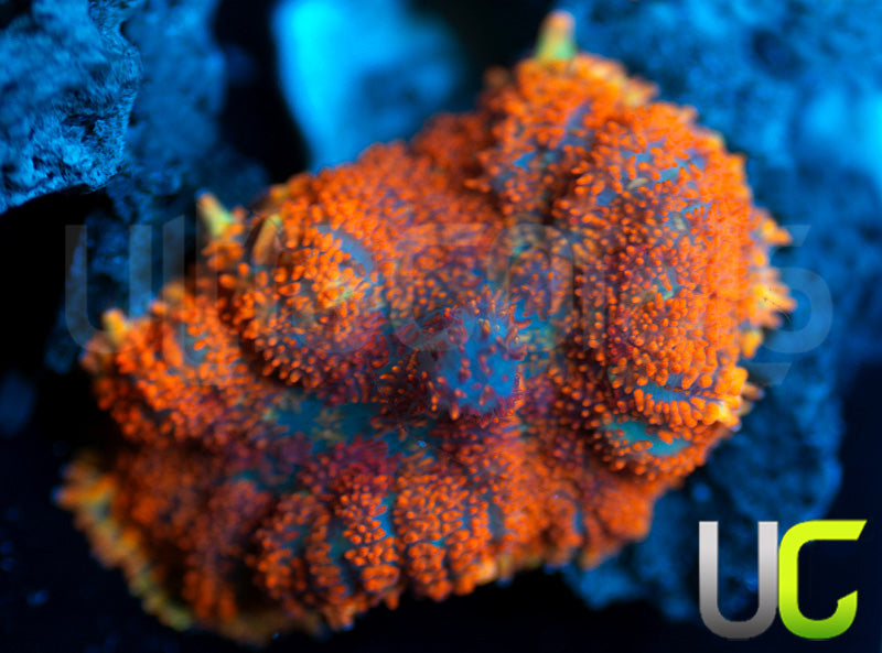 UC Hells Spells Mushroom