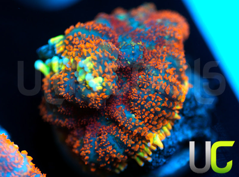 UC Hells Spells Mushroom