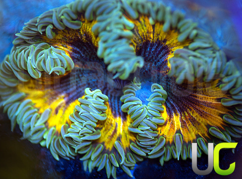 Metallic Skirt Bleeding Center Flower Anemone