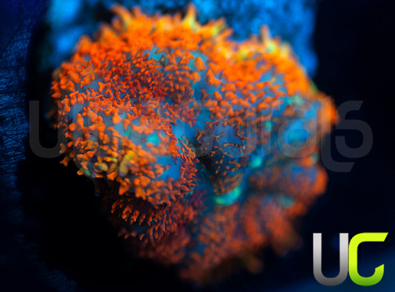 UC Hells Spells Mushroom