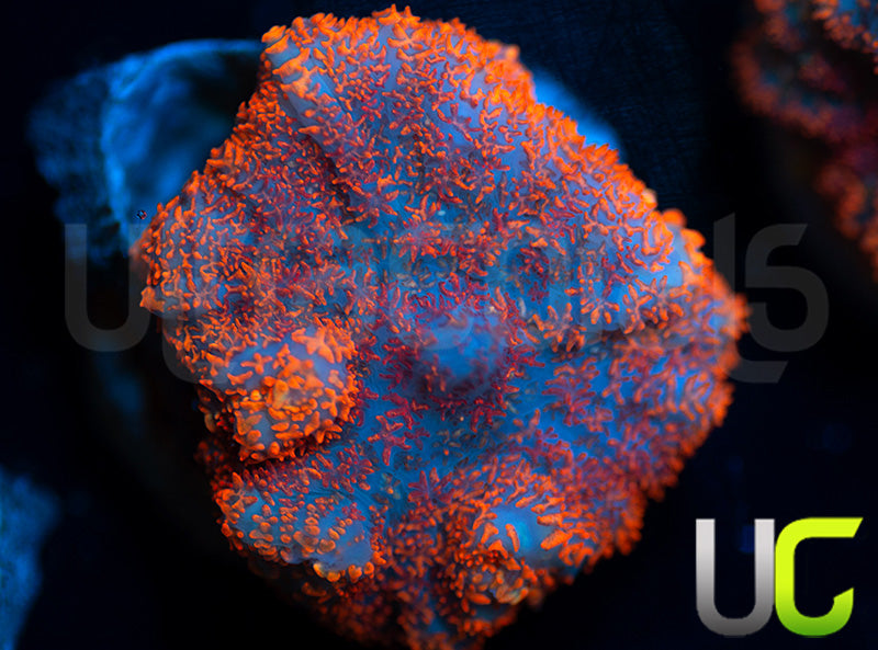 UC Hells Spells Mushroom