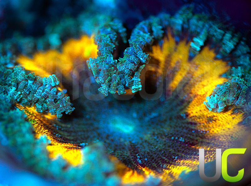 Yellow Flower Anemone