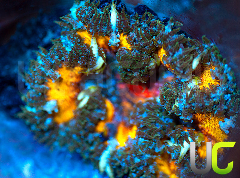 Rainbow Center Yellow Flower Anemone