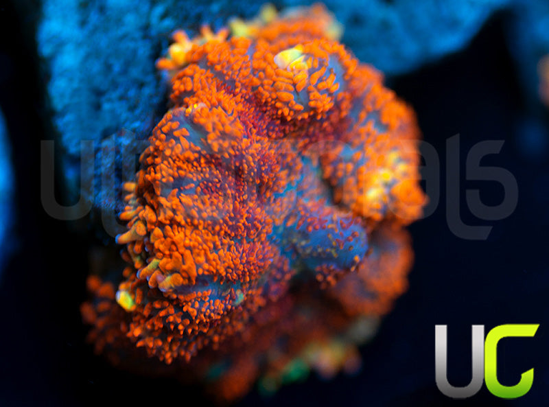 UC Hells Spells Mushroom