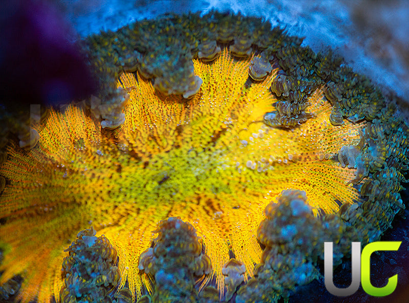 True Yellow Flower Anemone