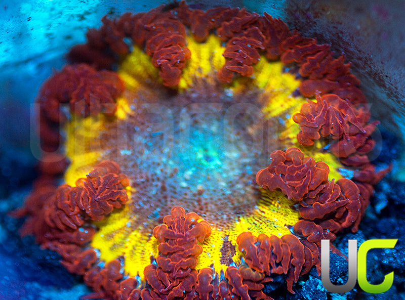 Red on Red Fleck Flower Anemone