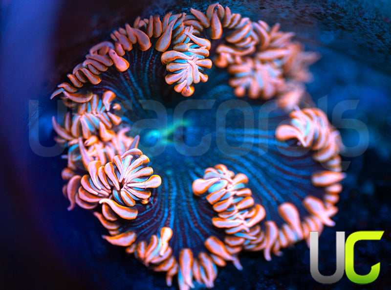 Metallic Pink Skirt Flower Anemone