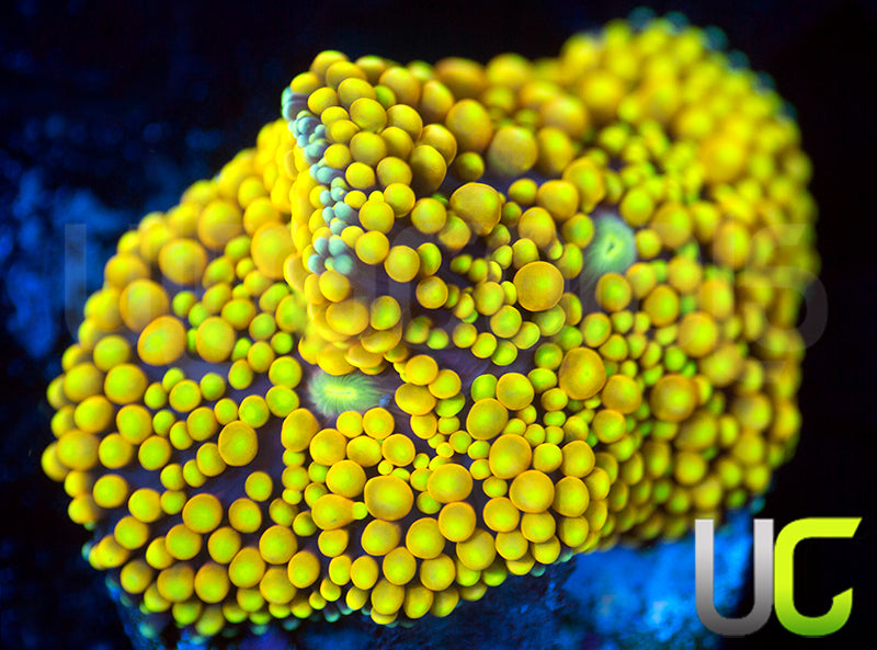 UC Pink Yellow Metallic Florida Ricordea