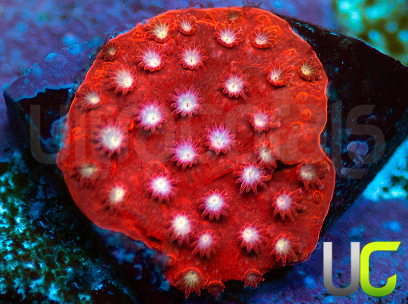 JF Scarlet Fever Stylo