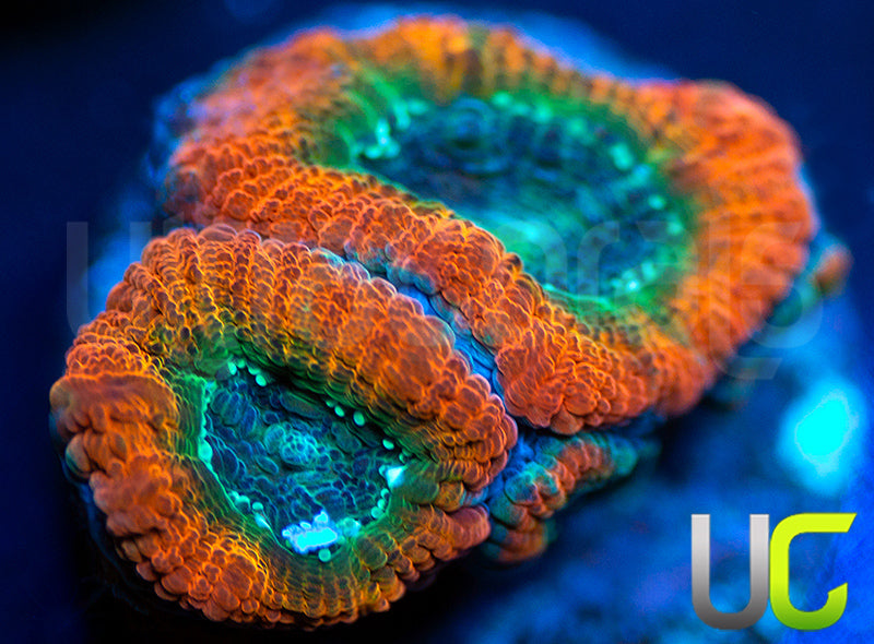 UC Flash Bang Micro Lord