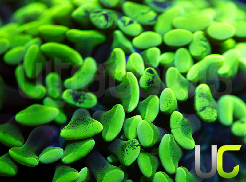 Splatter Hammer - 3 Heads