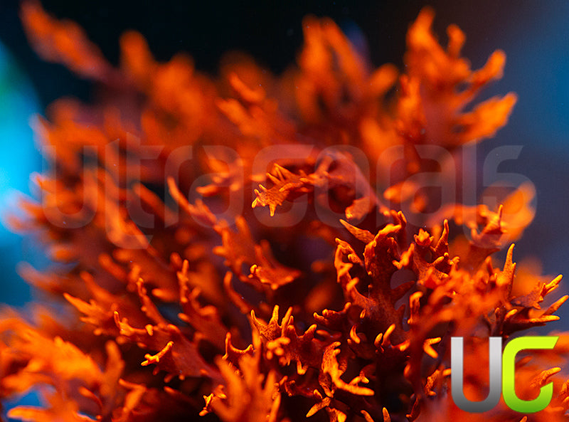 Dragons Breath Macro Algae - MEDIUM