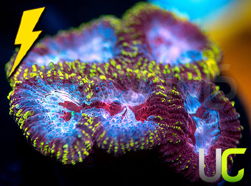 UC Fairgrounds Favia