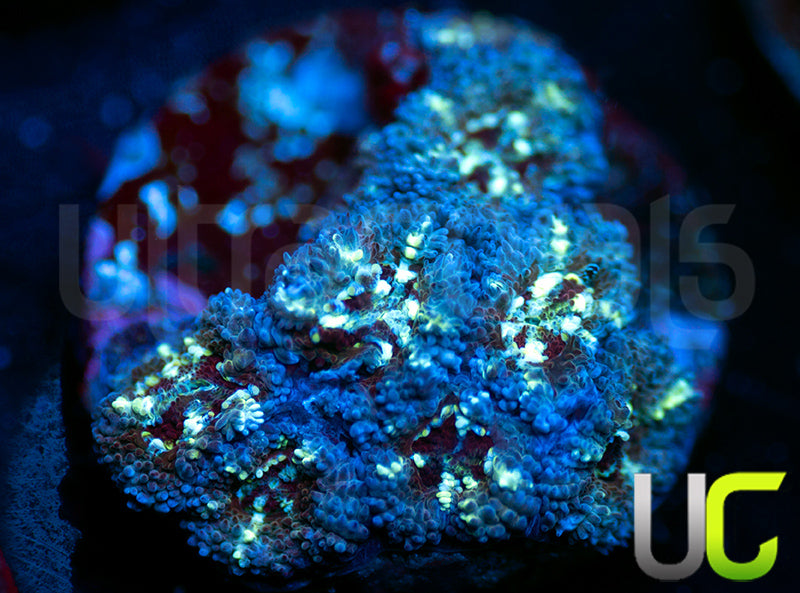 UC Feng Shui Micro Amakusensis