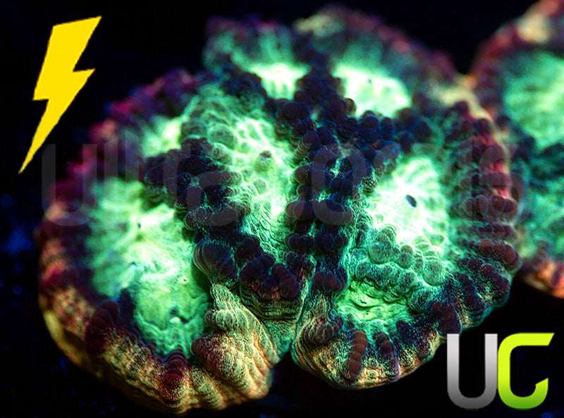 JF Psycho Rainbow Rim Favia