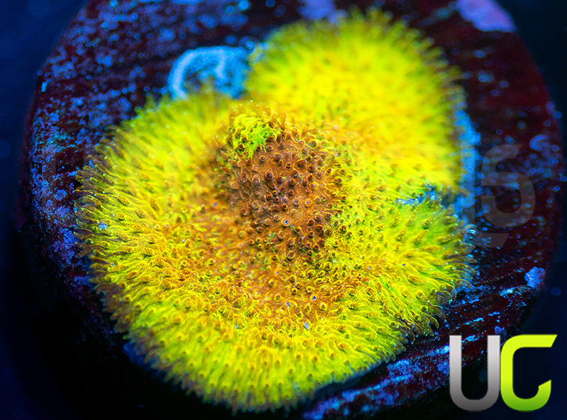 UC Mean Streak Branching Psammocora