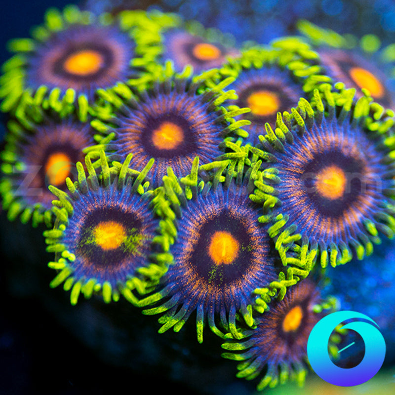 CB Mad Raver Zoanthids