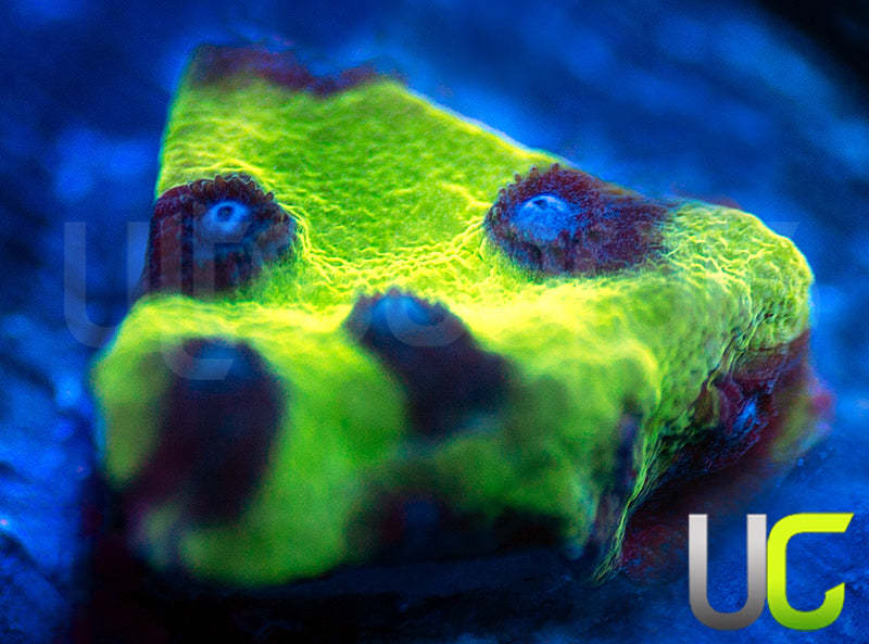 JF Master PPE Cyphastrea