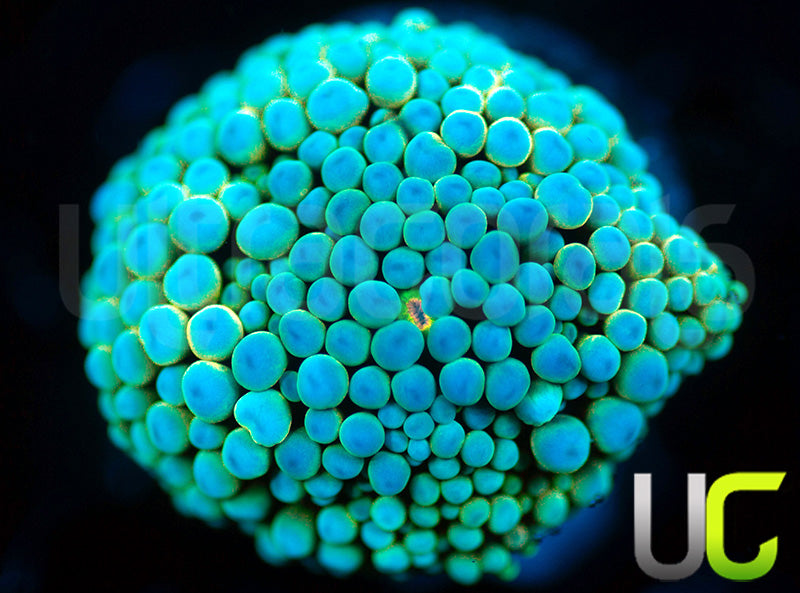 UC True Blue Metallic Bubble Florida Ricordea