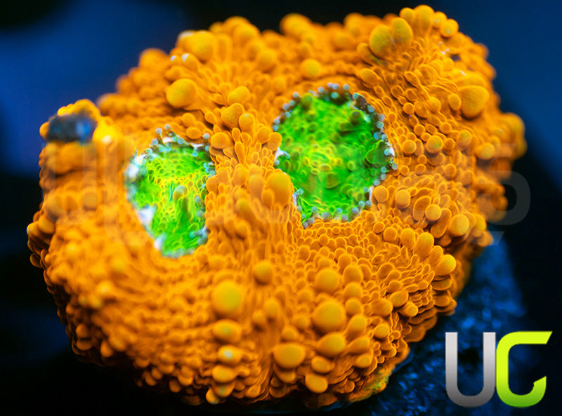 OG Pumpkin Patch Acan Echinata