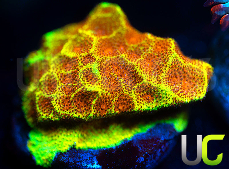 UC Wicked Ridge Psammocora