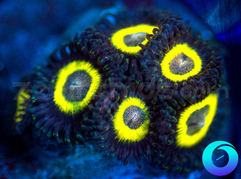 Black Bellas