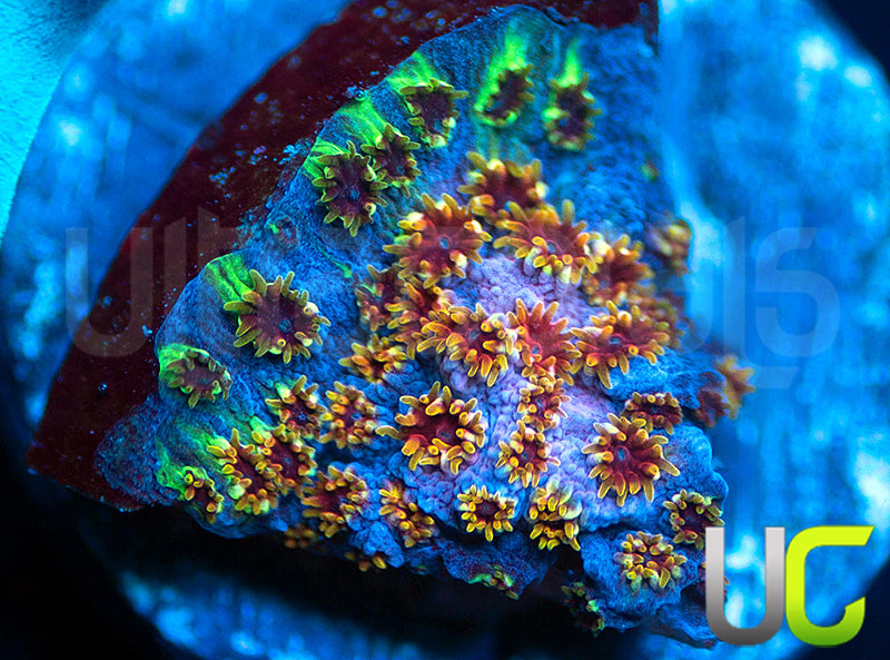WWC Skittles Bomb Cyphastrea