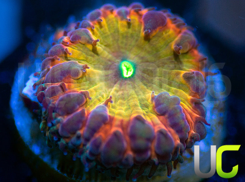 BSA TT Twister Blasto