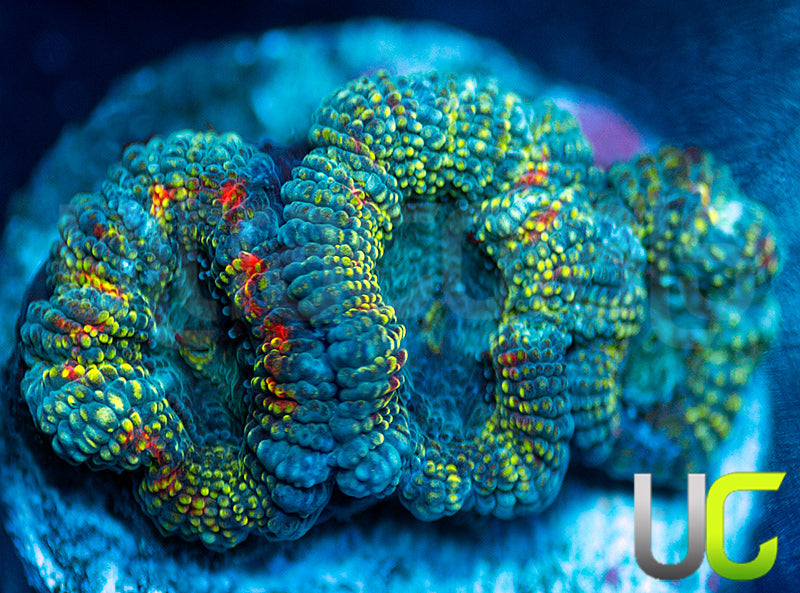 UC Changling Micro Amakusensis