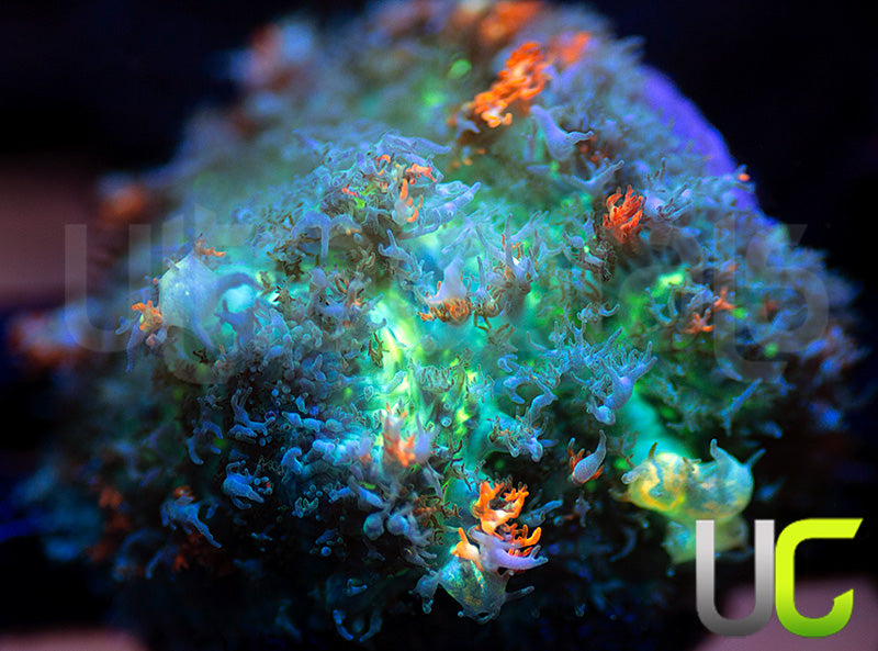 PZ Godspawn Bounce Mushroom