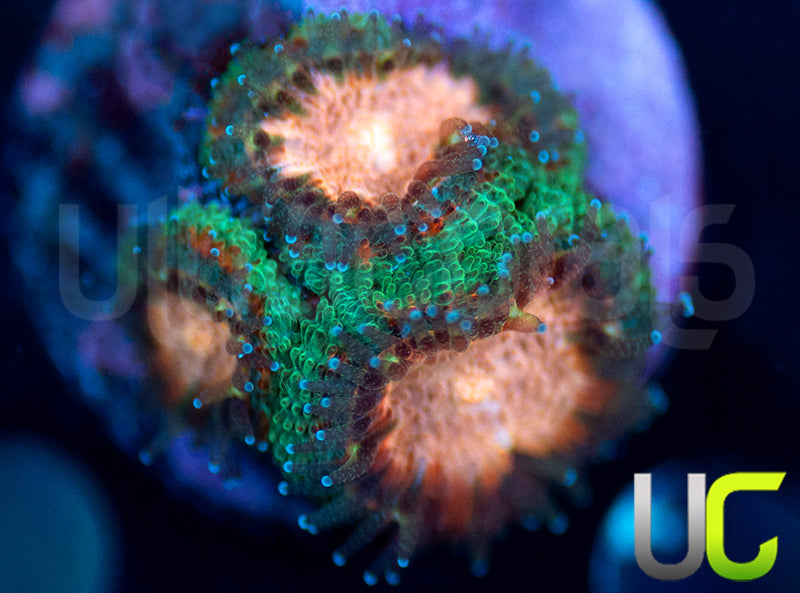 UC Pink Pinwheel Micro Amakusensis