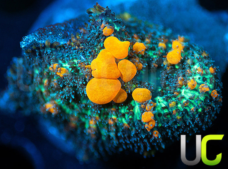 Sunkist Bounce Mushroom