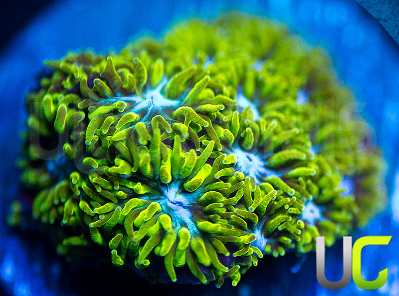 UC Blue Eyed Girl Leptastrea