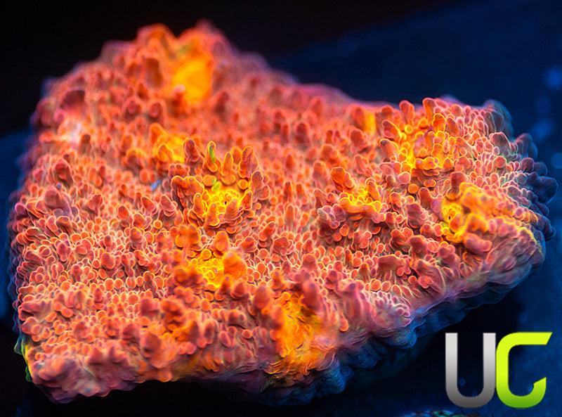 UC Everlights Chalice