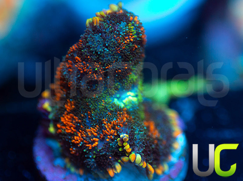 UC Octoberfest Mushroom