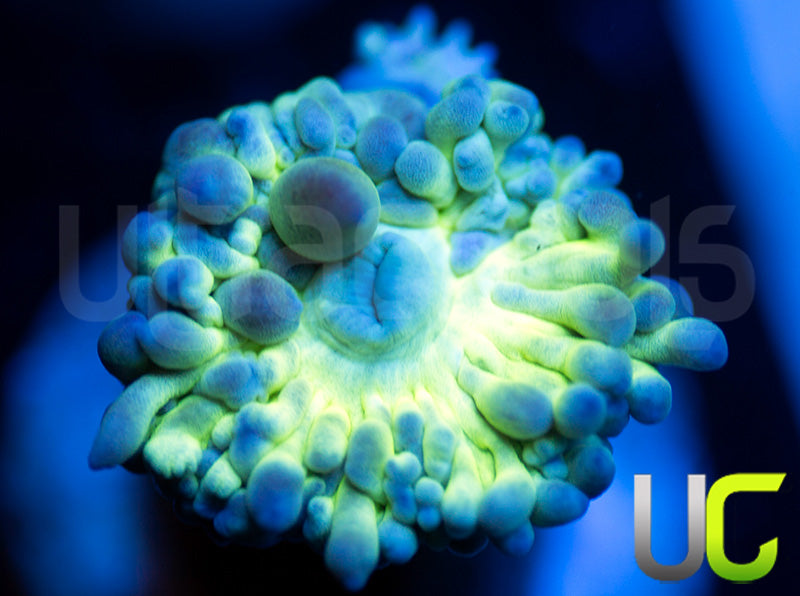 UC Blue Tipped Duncan